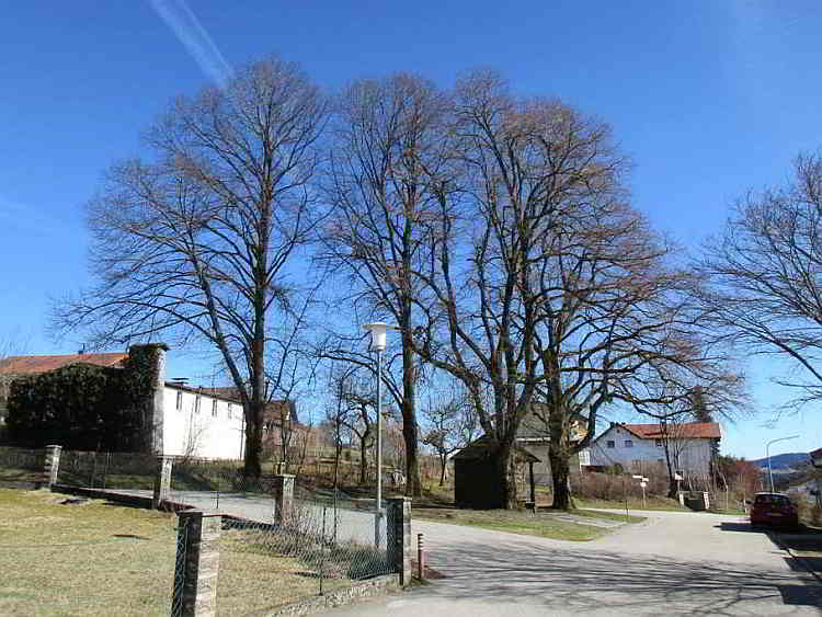 Die Linden bei der Kohlbauerkapelle treiben erst aus