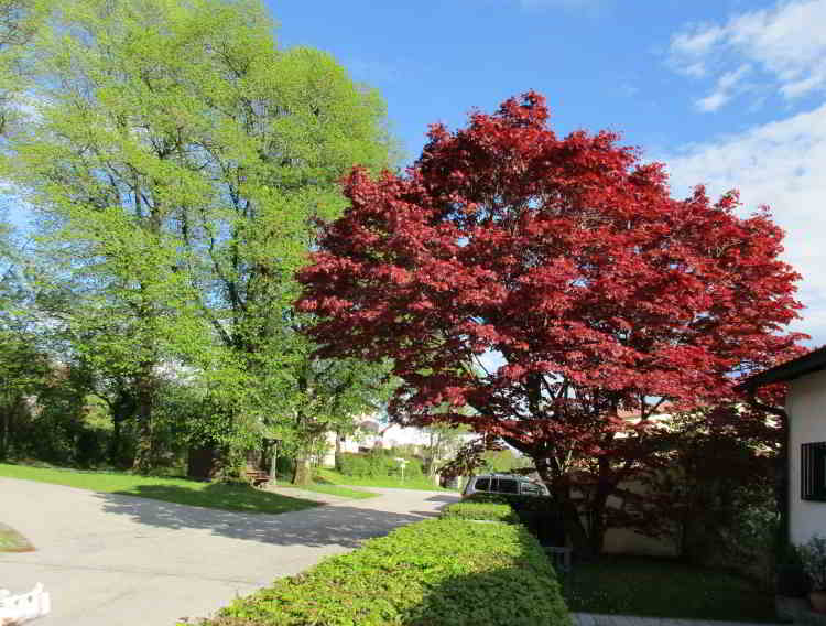 Die Kohlbauerkapelle aus Sicht der Mühlgasse
