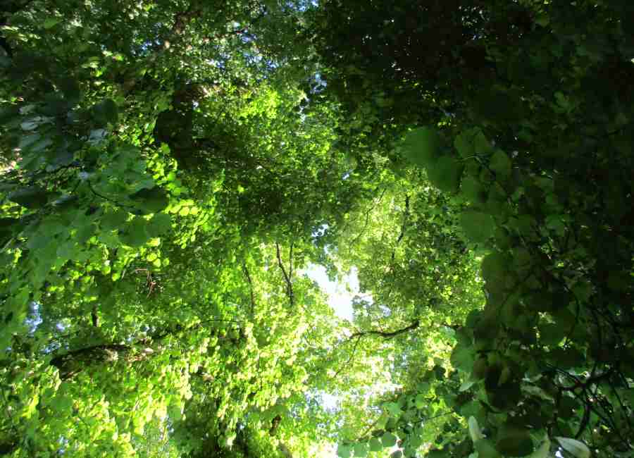 Der Blick in die Kronen der Linden bei der Kohblauerkapelle ist Balsam für die Seele und den Körper
