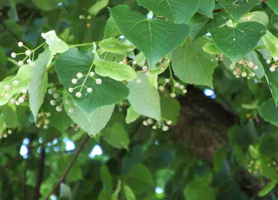 Die Blüten der Linden verströmen einen betörenden Duft und das Summen der Bienen einen satten Klang