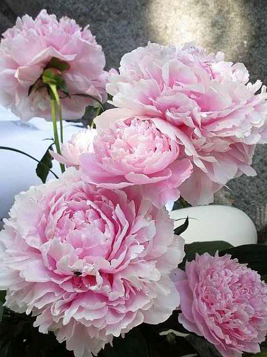 Pfingstrosen schmücken den Fronleichnamsaltar bei der Kohlbauerkapelle, 2017 